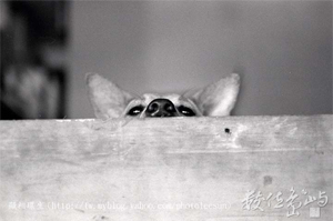 猶抱疑慮半遮臉